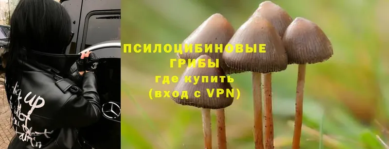 что такое   Калтан  OMG как войти  Псилоцибиновые грибы MAGIC MUSHROOMS 